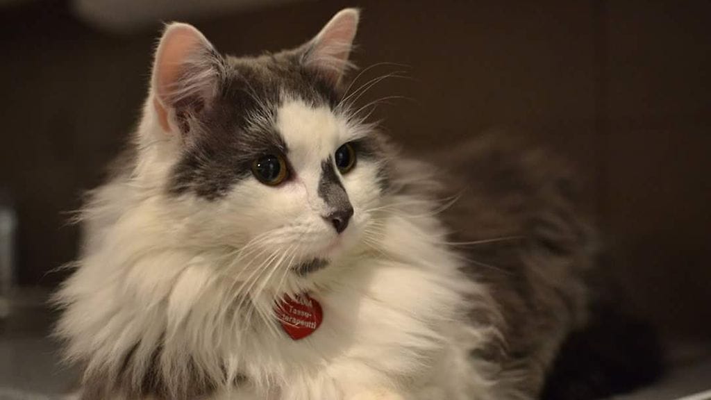 FB_IMG_1516287687768