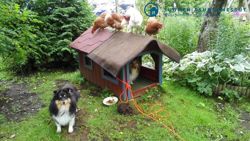 – Kanat eivät varsinaisesti lentäneet, mutta räpiköivät muun muassa koirankopin katolle, kertoo Kirsi Koivunen viime kesän vieraistaan. Kuva: Kirsi Koivunen.