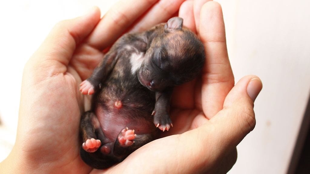 Kuman pennut olivat niin heiveröisiä, että ne tarvitsivat ihmisen apua selvitäkseen. Kuvituskuva.