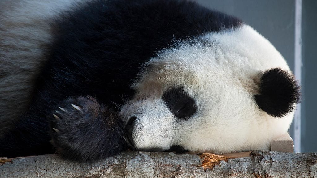 panda ähtäri lumi pyry 21