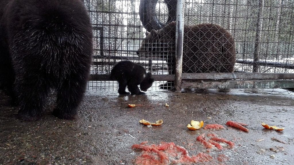Maalarikarhu Juuson yllätyspennuista julkaistiin kuvia