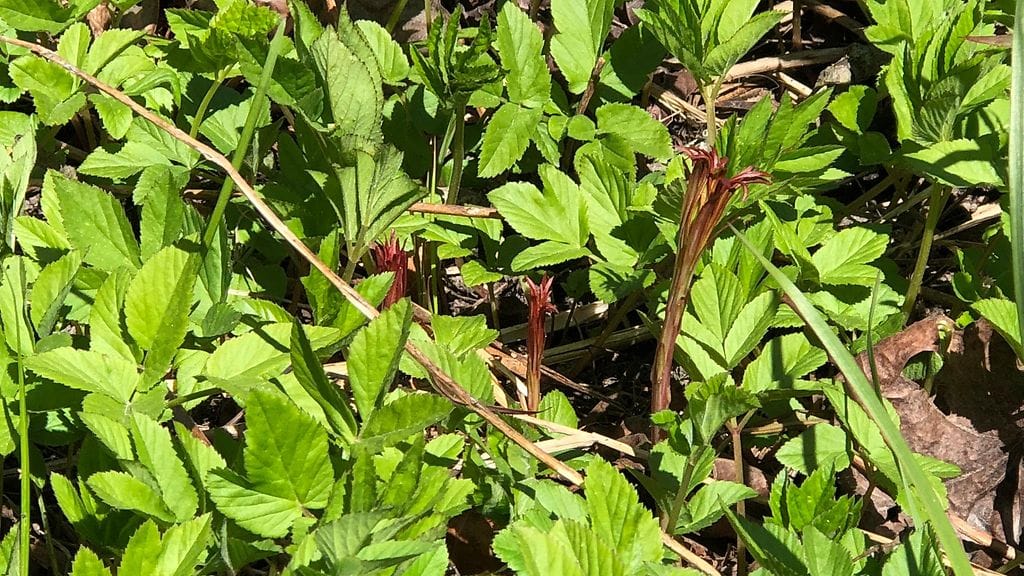 Vuohenputki, villivihannekset, kasvit