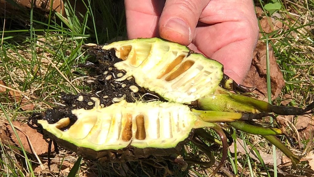 Myrkkykeiso, kasvit, myrkkykasvi