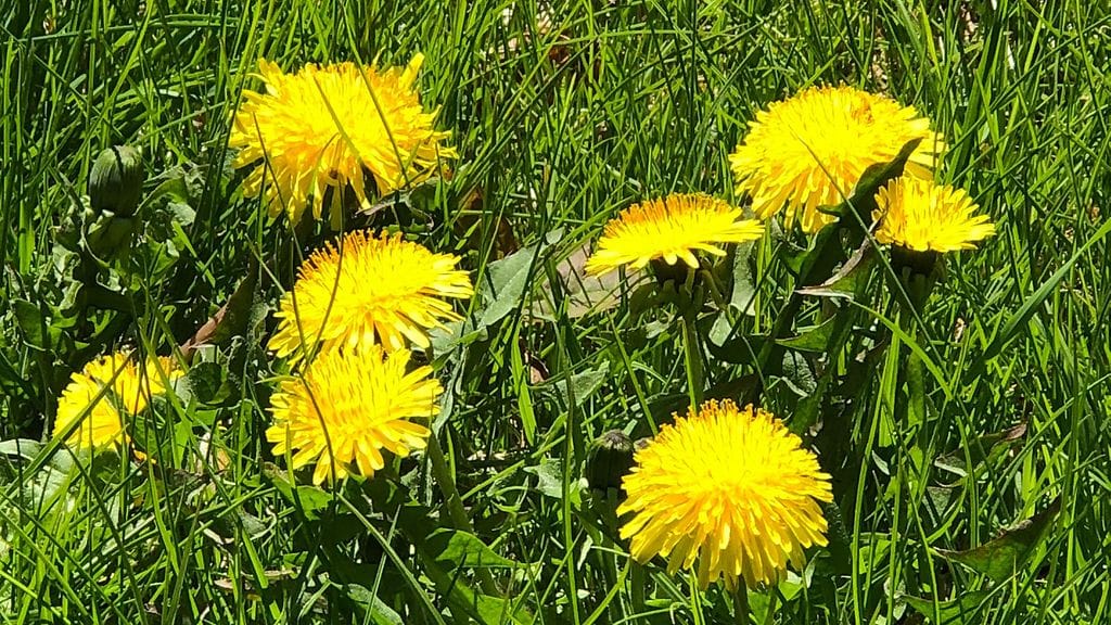 voikukka. villivihannekset, kasvit, kukat