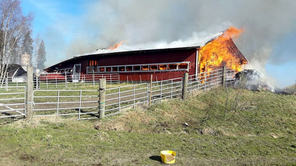 Viime kuussa navetta syttyi palamaan Siilinjärvellä. Navettapalossa kuoli kymmeniä eläimiä. Pelastuslaitoksen mukaan noin 700 neliömetrin kokoisessa parsinavetan ja pihaton sisältäneessä rakennuksessa oli palon alkaessa sisällä yli sata eri-ikäistä nautaa. Liekeistä saatiin pelastettua nelisenkymmentä eläintä.