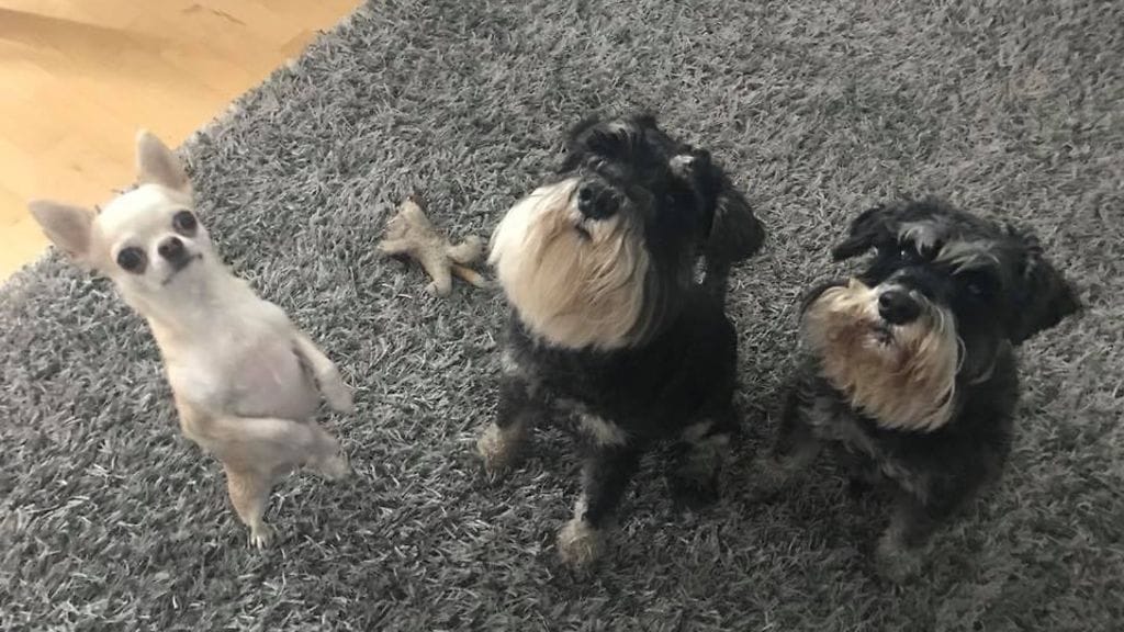 Sakua ja Ottoa ei enää ole. Snautserien seurassa ollut 5-vuotias chihuahua Martta on säästynyt oireilta. Kuva: Virpi Aunela.