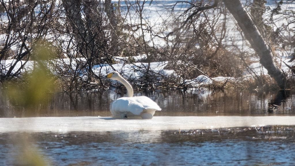 Laulujoutsen oli minunut jäälautalle Äkäslompolossa ja yritti hautoa munaa jäisessä pesässään. (Kuva: Johanna Holma.)