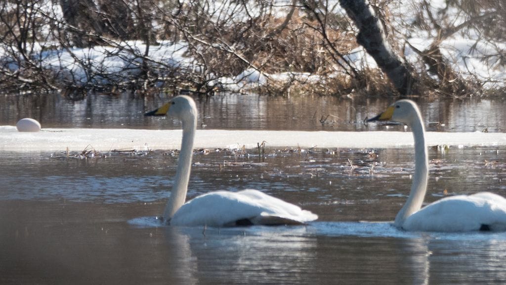 Laulujoutsen muni jäälautalle 2