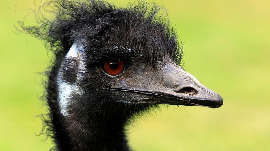 Arkistokuva. Emun kanssa on oltava varovainen, sillä kyseinen lintu on erittäin suurikokoinen ja sillä on voimakkaat jalat.
