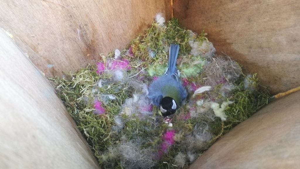 Niina Karttunen löysi postilaatikostaan talitintin.