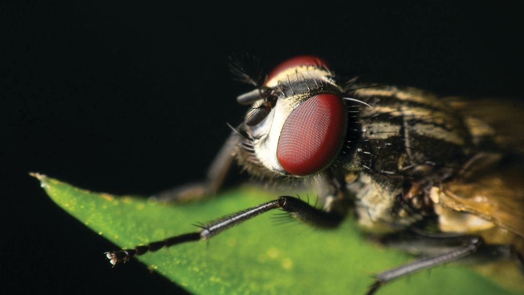 Kärpäsinvaasion syy on toistaiseksi hämärän peitossa. Kyläläisten mukaan alueella on myös esiintynyt epämääräistä hajua jo useamman vuoden ajan.