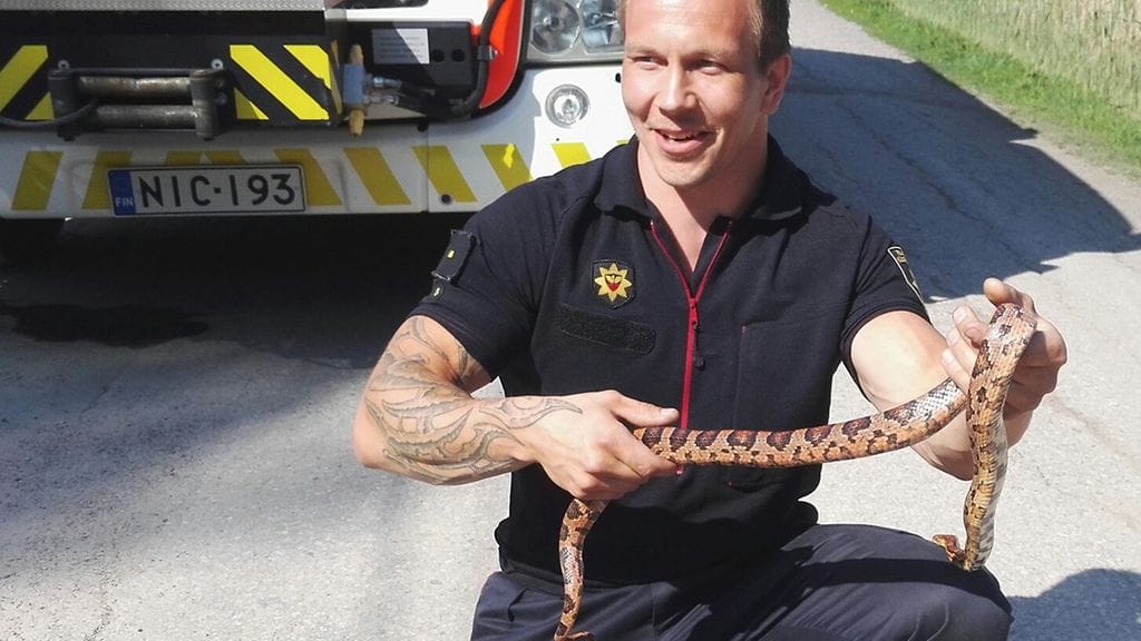 Pelastuslaitoksen julkaisema kuva Espoon Matinkylästä löydetystä viljakäärmeestä.