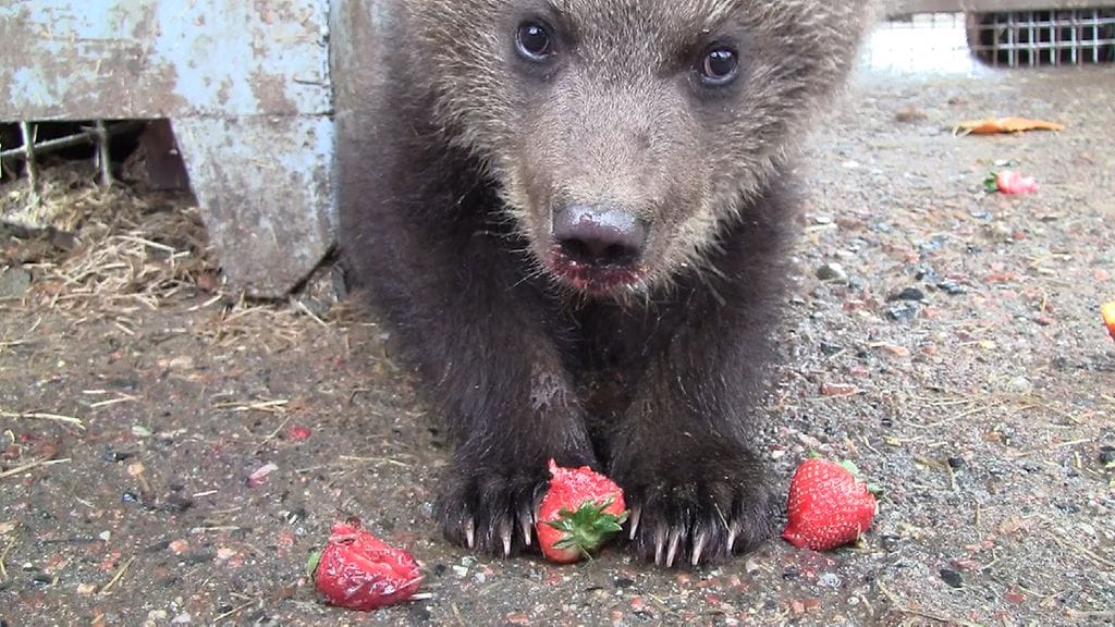 Juuso karhun pentu ja mansikka