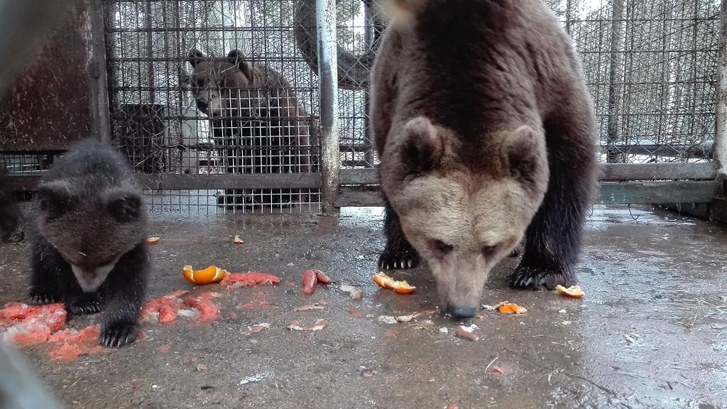 Juuso karhun pennut 1