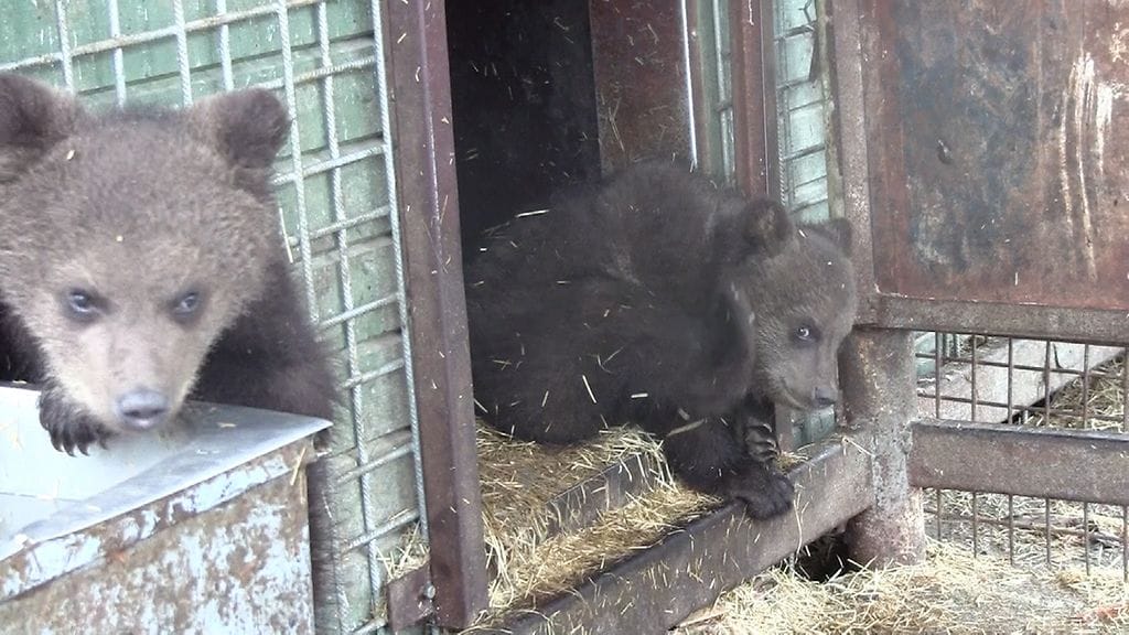 Juuso karhun pennut 3