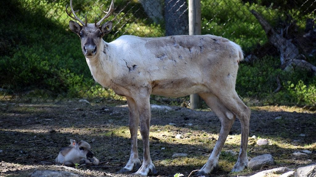 Ähtäri eläinpuisto poikaset 2