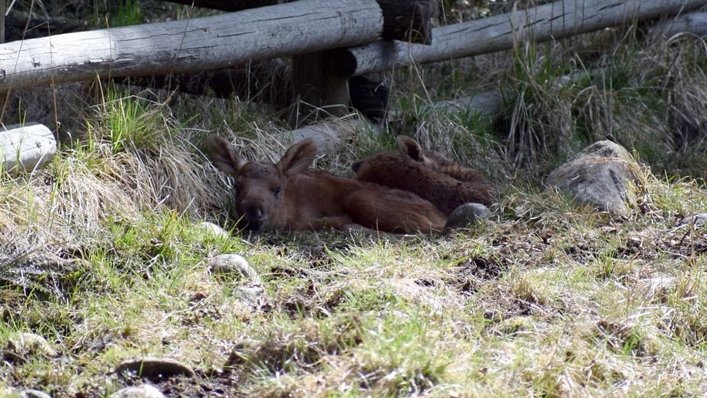Ähtäri eläinpuisto poikaset 3