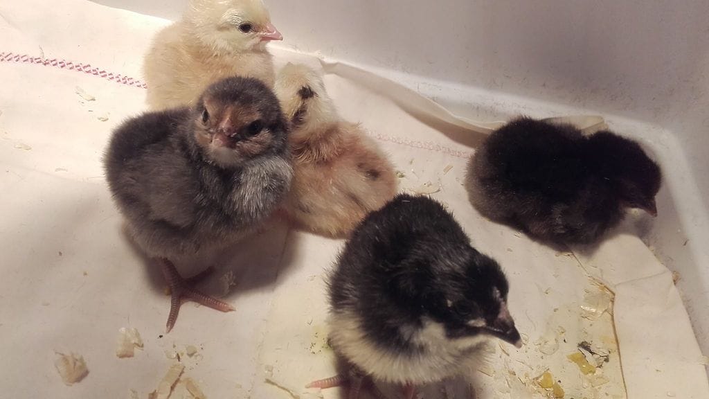 Ähtäri eläinpuisto poikaset 4