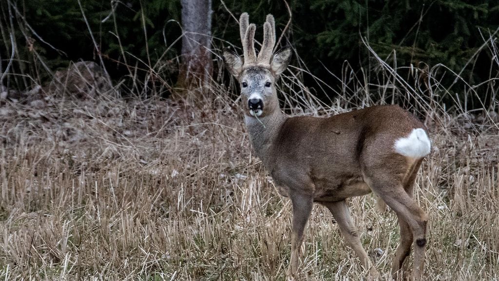 Kotkassa Hovinsaaren voimalaitoksella myöhään illalla vuorossa olleiden työntekijöiden seuraan liittyi yllättäen metsäkauris. Kuvituskuva.