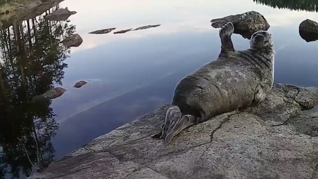 Ötökkä häiritsi Pullervo-norpan lokoilua