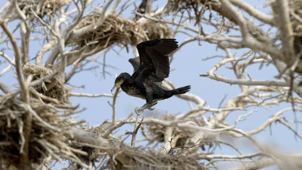 Merimetson pesimäkanta on nykyisin yli 20 000 paria, ja linnuilla on tapana kokoontua suuriksi yhdyskunniksi.