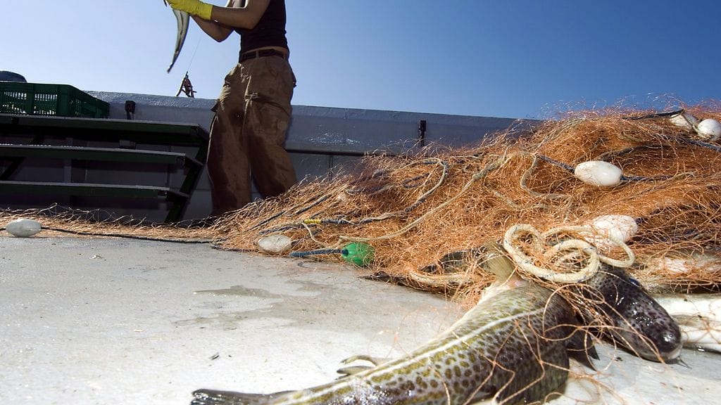 Ympäristöjärjestö Greenpeace on havainnut laitonta turskankalastustoimintaa itäisellä Itämerellä. Greenpeace takavarikoi 14. syyskuuta alueelta kaksi kalastusverkkoa, jotka kuuluvat järjestön mukaan puolalaisaluksille.