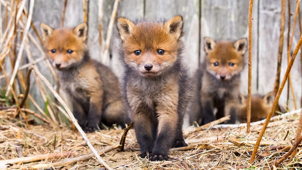 fox_ossi_saarinen_07