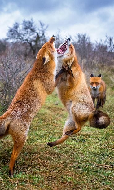 fox_ossi_saarinen_17