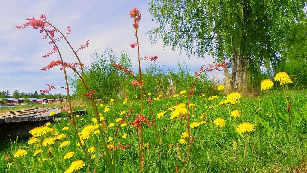 Sateita ei sääkartoilla juurikaan näy, aurinkoa sitäkin enemmän.