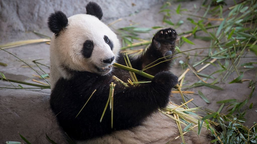 ÄhtäriZooHuhti-52984