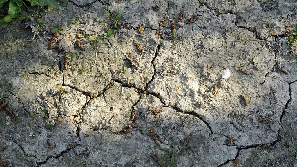 Suomessakin sateet ovat olleet kesäkuussa vähissä.