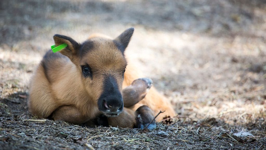 Metsäpeuran vasa Kaarna loikoilee maassa.