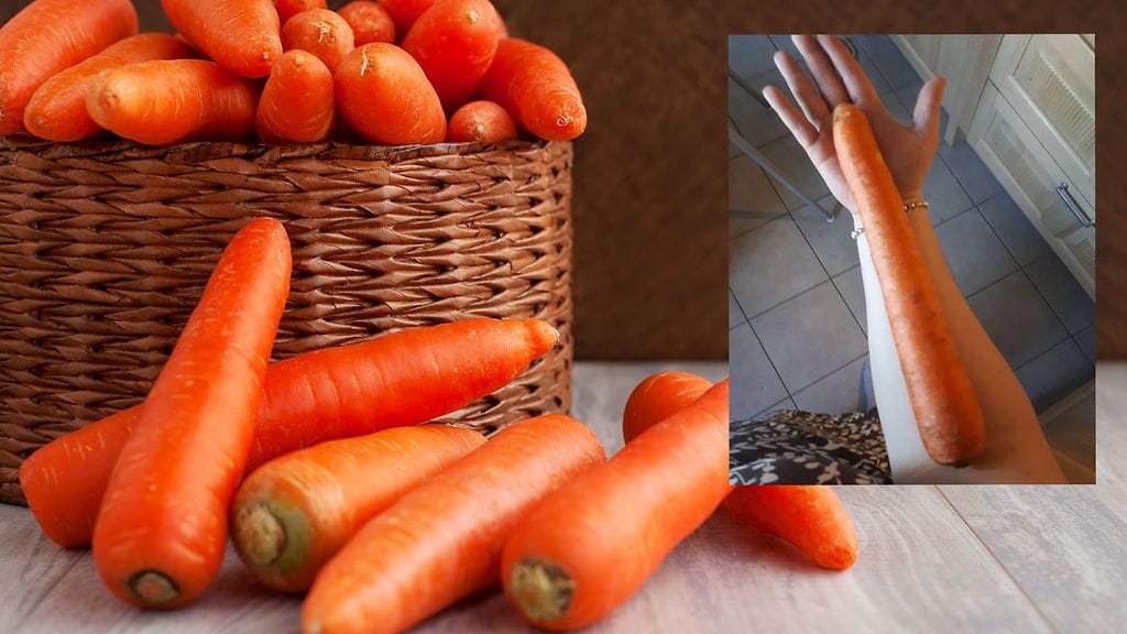 Kuva havainnollistaa, kuinka isosta porkkanasta oikein on kysymys.