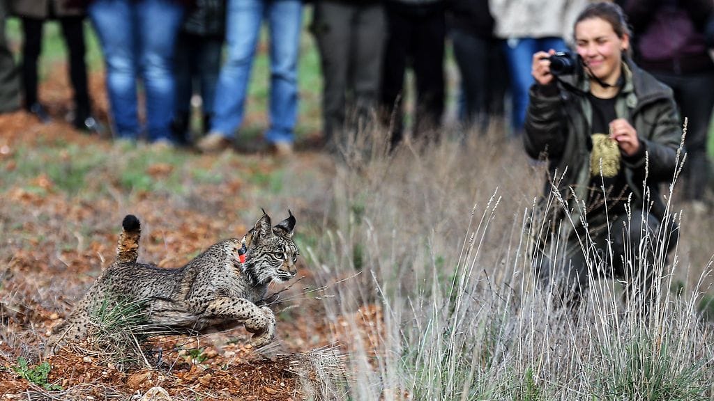 Naarasiberianilves ampaisemassa vapauteen Guadianan laakson luonnonpuistossa Portugalissa tämän vuoden maaliskuussa.