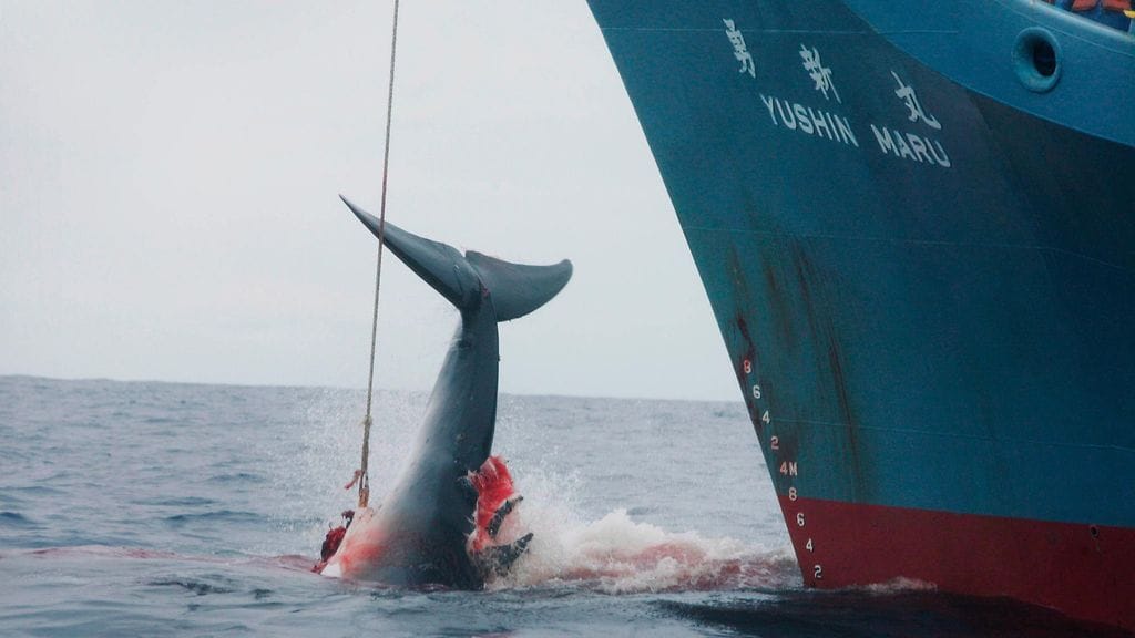 Japanilainen Yushin Maru -alus pyytämässä lahtivalasta.
