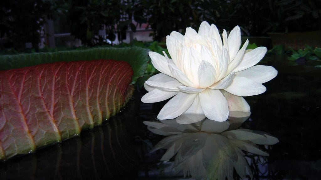 Parananjättilumme kukkii vain öisin, ja siksi Helsingin kasvitieteellinen puutarha avaa ovensa ensi yöksi. Kuva: Laura Hiisivuori / Luonnontieteellinen keskusmuseo LUOMUS.