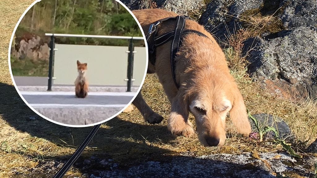 Bella-koira huomasi ketun ensimmäisenä.