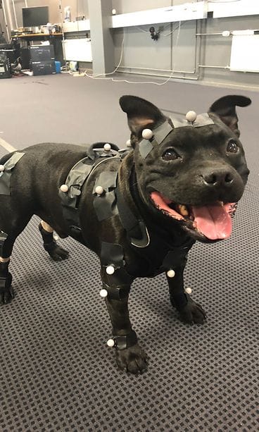 Uuno Remedy Entertainment