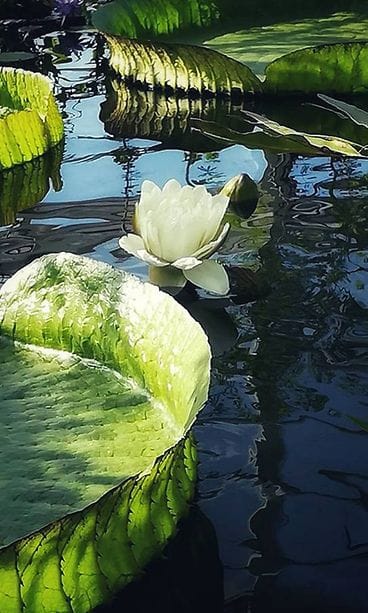 kasvitieteellinen museo jättilumme 1