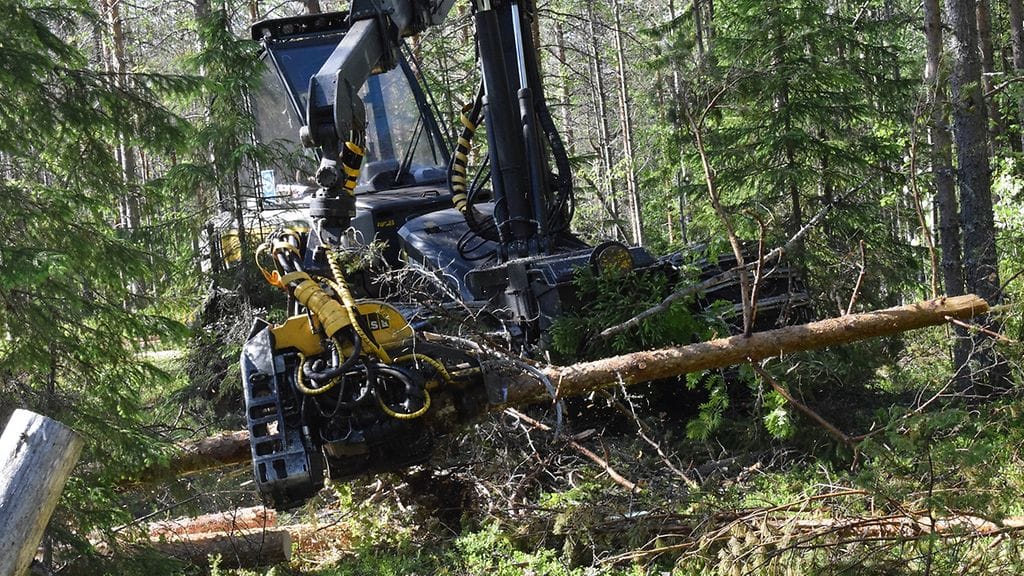 metsätuho, tuuli, myrsky, metsä