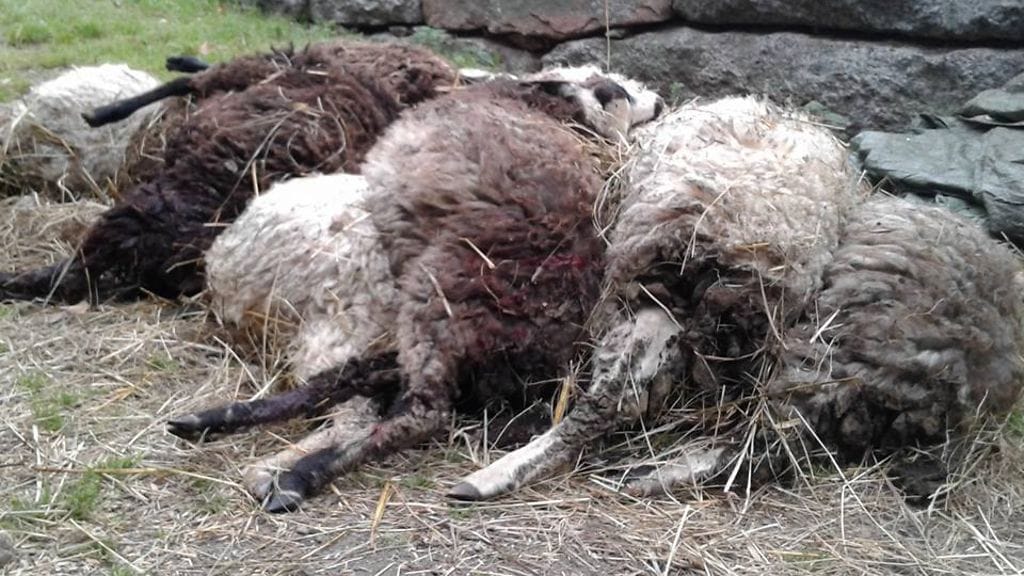 Lammaskasa, raato, eläimet