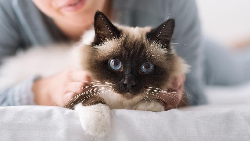 shutterstock_558902497 (1)