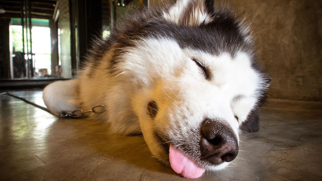 Omistajan pelko tai onni voisi siirtyä koiraan hajun avulla, väittää tutkimus.