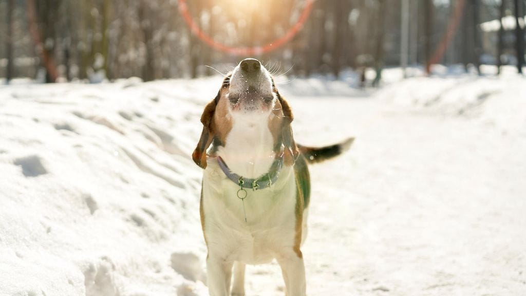 UPS-kuskin pyyteetön halu auttaa on ihastuttanut monia. Ryan Arens uhmasi jäätävää säätä pelastaakseen koiran, kertoo USA Today. Kuvituskuva.