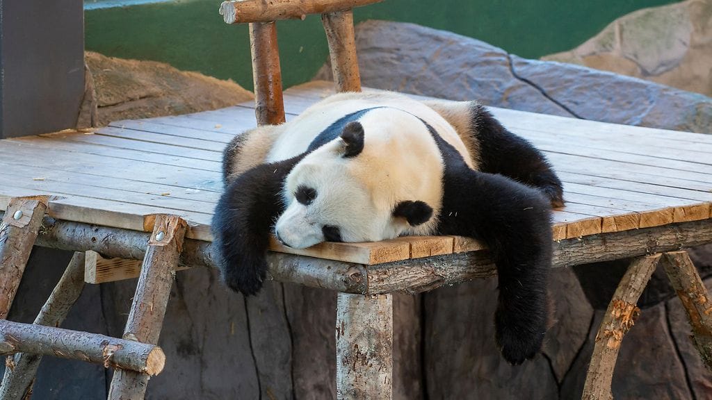 Ähtäri lumi panda pyry