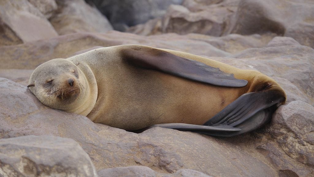 shutterstock_767833114