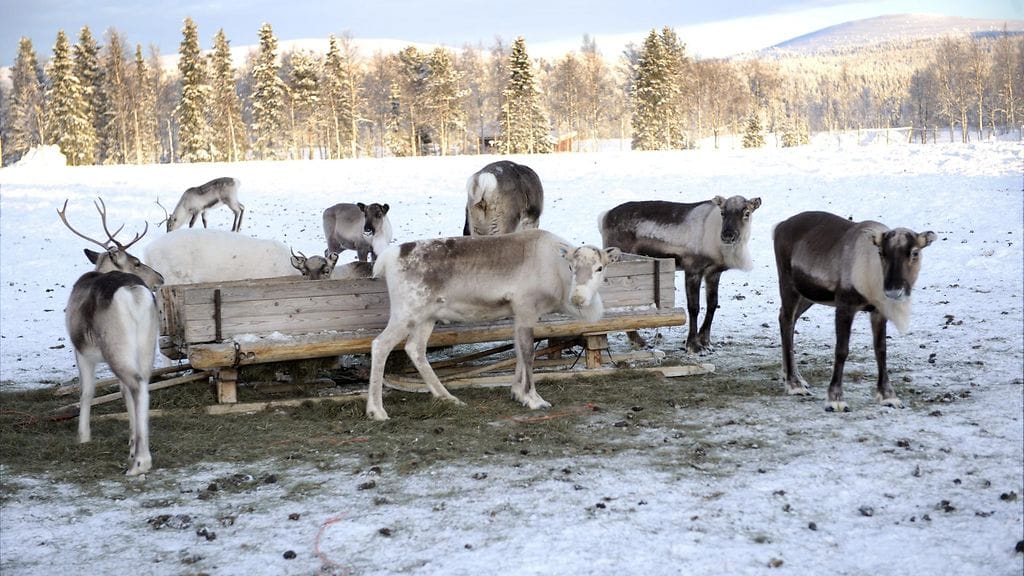 Porotila Äkäslompolossa. Kuvituskuva.