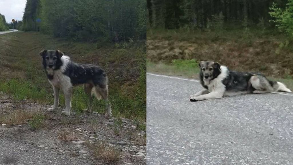 koira karkuteillä 1