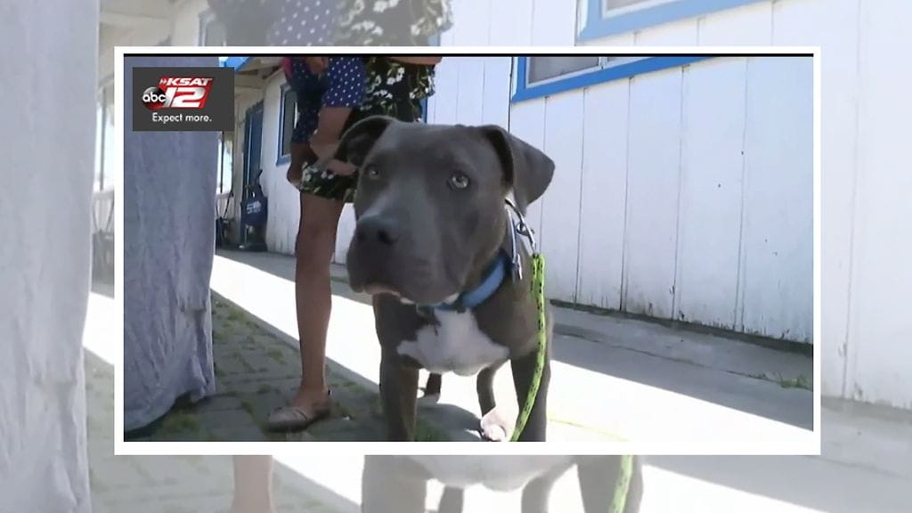 Sasha-koira pelasti perheensä haukkumalla heidät hereille tulipalon uhatessa.
Kuvan lähde KSAT