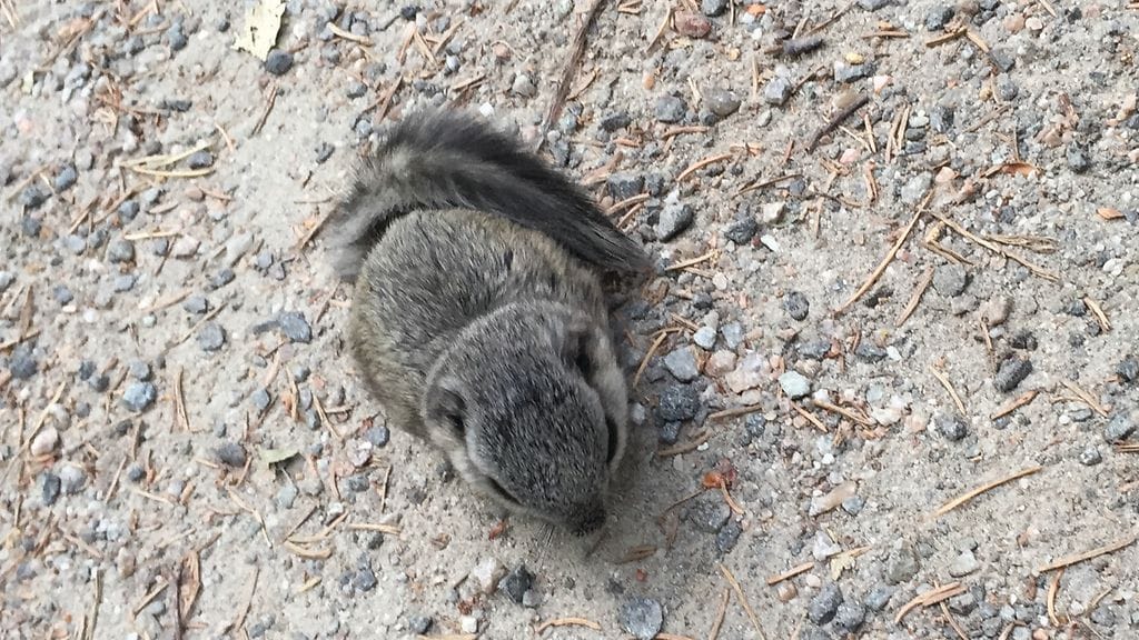 Metsäyhtiö Stora Enso kertoo toimineensa luonnonsuojelulain mukaisesti hakkuissaan Keski-Suomen Äänekoskella. Tutkinnan tarkoitus on Ylen mukaan selvittää, hakkasiko metsäyhtiö Stora Enso metsää liito-oravien pesimäalueelta.